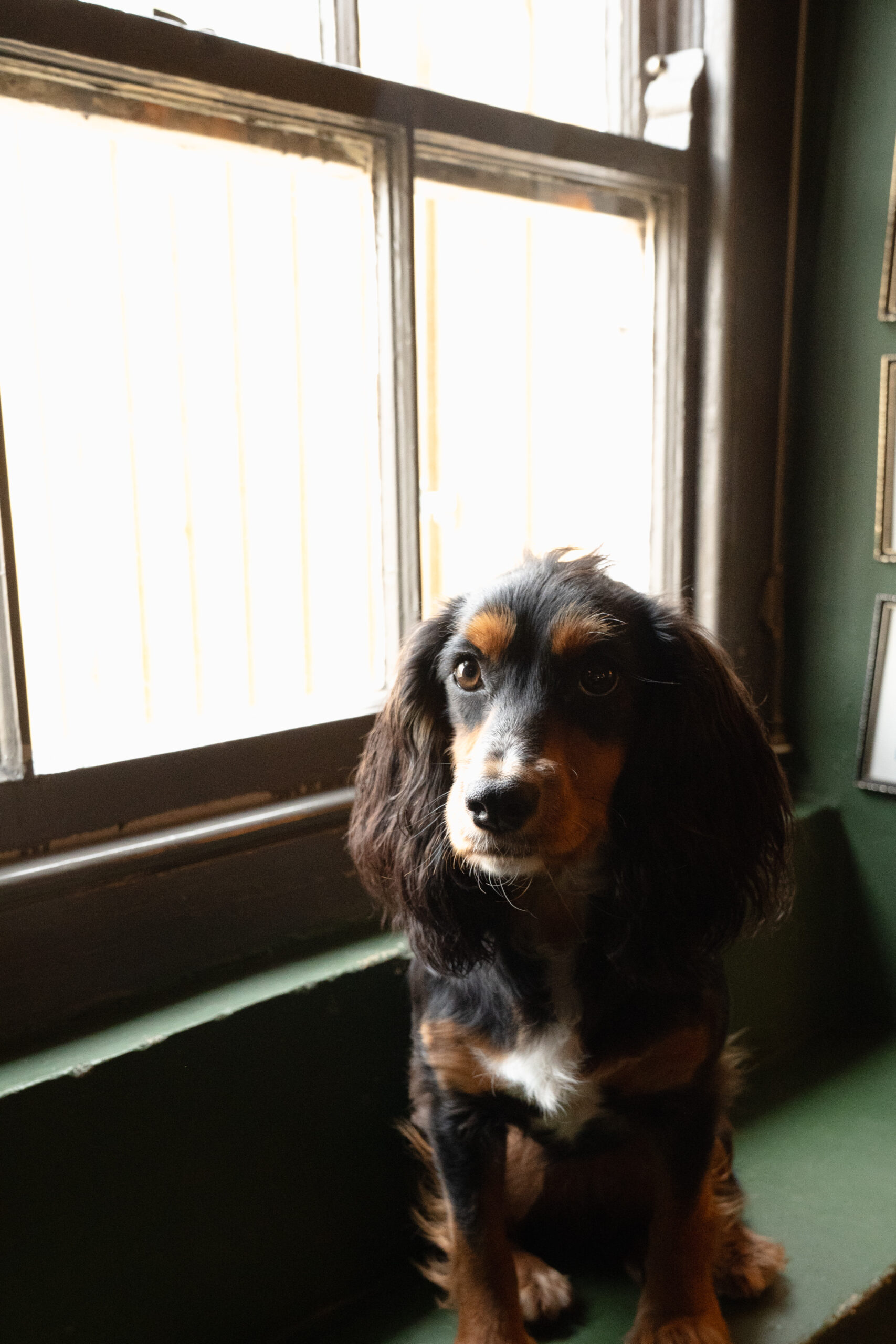Dog-friendly stays at The Great Decoy in Hampshire