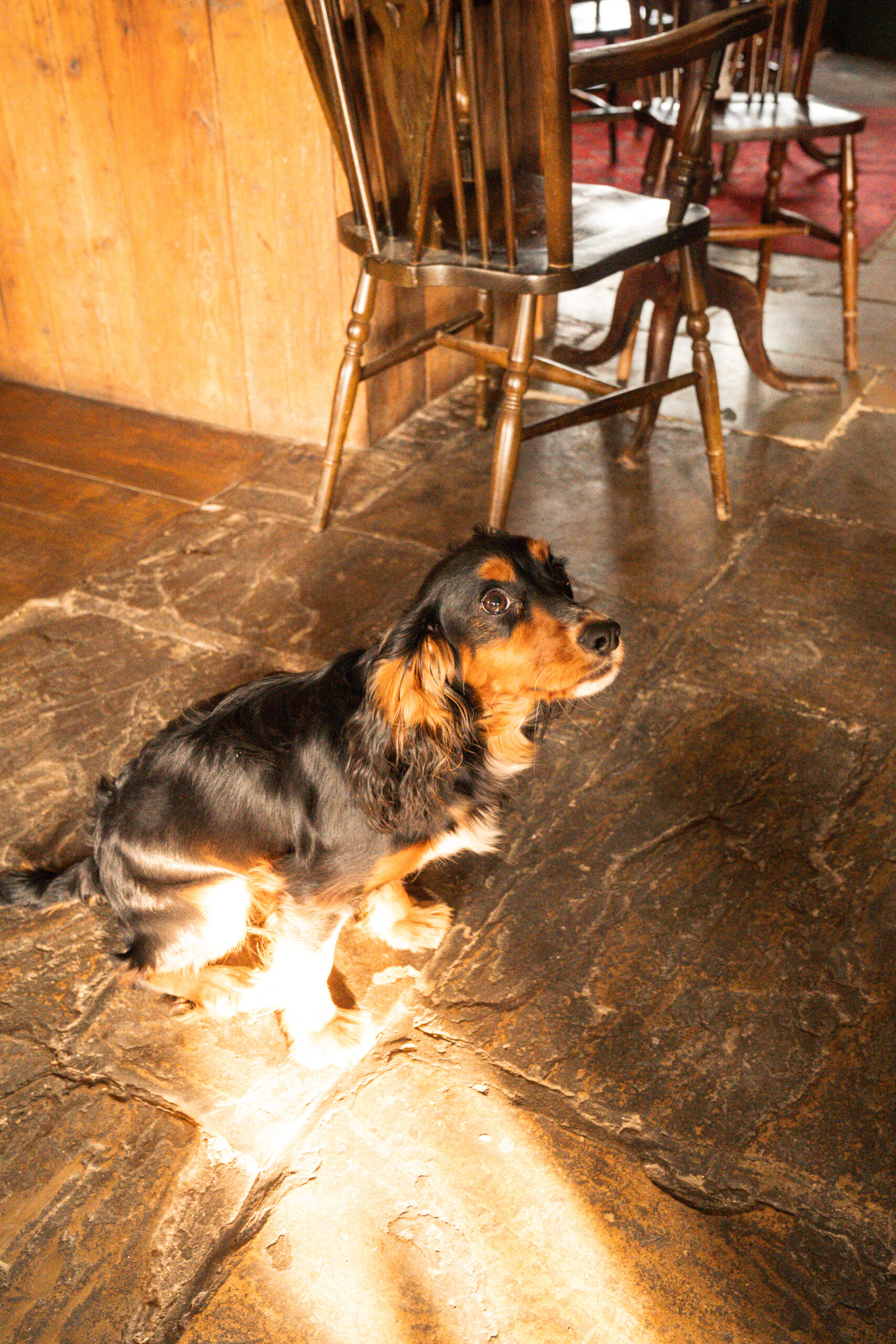 Dog-friendly stays at The Great Decoy in Hampshire